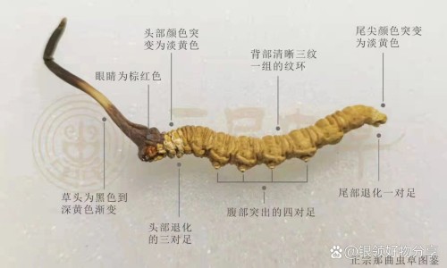 怀孕时候皮肤不好-专业怀孕皮肤不好是儿子吗平台-怀孕时候皮肤不好怎么改善